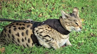 Savannah Cats ATTITUDE to Dogs [upl. by Odlonyer]