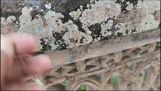 Crustose Lichen demonstration [upl. by Mcfarland]