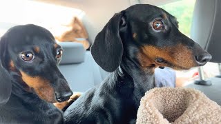 On holiday to the Belgian Ardennes with 2 Mini Dachshunds [upl. by Yelir]