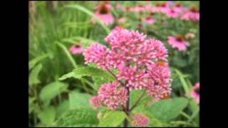 Eupatorium purpureum  Joe Pye Weed [upl. by Morehouse]