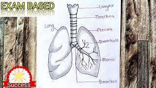 Human Lungs Diagram With Name  LARYNX TRACHEA PLEURA BRONCHIOLE BRONCHUS ALVEOLI  Tutorial [upl. by Casandra132]