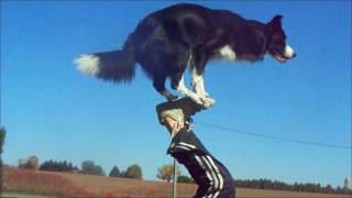 Nana the Border Collie Performs Amazing Dog Tricks [upl. by Elime]