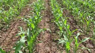 Interseeding cover crops into corn silage with Alex of French Creek Farms [upl. by Malinda629]