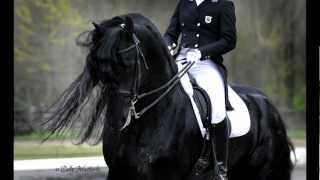 KFPS Approved Friesian Stallion Alert 475 Sport [upl. by Aikkin797]