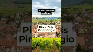 Pinot GrisPinot Grigio üzümü şarap [upl. by Adrianna]