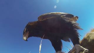 Wedge tailed eagle on kangaroo road kill [upl. by Assirolc]