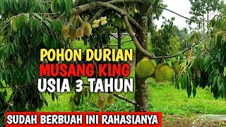 POHON DURIAN MUSANG KING USIA TIGA TAHUN SUDAH BERBUAH  LANGKAH PASTI [upl. by Abixah908]