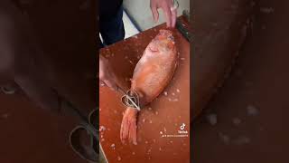 La rascasse en portefeuille  tiktok fishing edit fish art seafood pourtoi capcut youtube [upl. by Ita]