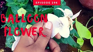 How to take care of Balloon Flower or Platycodon Aster Pink [upl. by Cyrillus970]