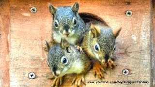 Funniest and Cutest Baby Squirrels [upl. by Emearg]