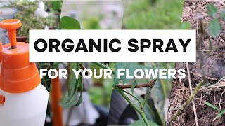 HOW TO NATURALLY KILL INSECTS AND APHIDS FROM ROSE PLANTS  HOMEMADE PESTICIDES organic [upl. by Morgen817]