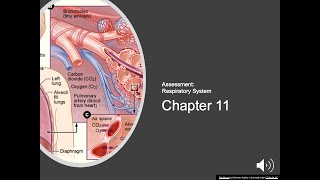 Chapter 11 Respiratory System Lecture [upl. by Honeyman]