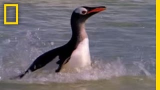 Sea Lion vs Penguin  National Geographic [upl. by Hallerson]