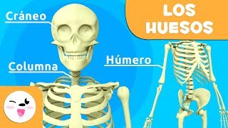 Los huesos para niños  El sistema óseo  El cuerpo humano para niños [upl. by Yeleen]