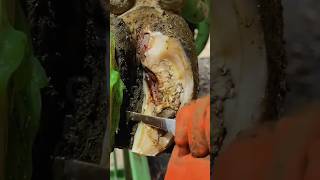 Damaged Hoof cutting Hoof Trimming cow hoof asmr farrier farrierlife [upl. by Shing]