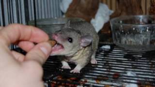 Brazilian Short Tailed Opossum Care [upl. by Yrocaj]