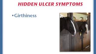 Hidden symptoms of horse ulcers [upl. by Anialem911]