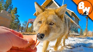 Coyote FINALLY Meets a Coyote [upl. by Rowney]