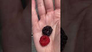 Black raspberry vs blackberry raspberries blackraspberry blackberry gardening growfood harvest [upl. by Nale]