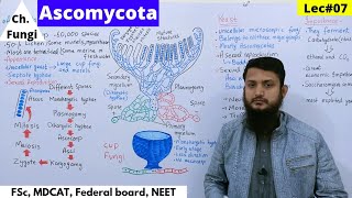 Ascomycota  Ascomycota life cycle  Reproduction in Fungi  Lec07  part 1 bio [upl. by Raila704]