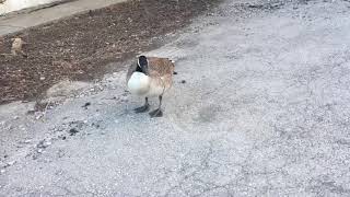 Canada goose hissing at us [upl. by Maynard911]