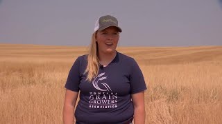 Montana Ag Network Winter wheat harvest begins [upl. by Ailee]