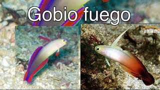 Gobios fuego y fuego purpura 2 especies para reef de menos de 100 litros [upl. by Liscomb]