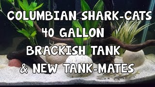 COLUMBIAN│SHARKCATS│40 GALLON│BRACKISH│TANK [upl. by Arinaid862]