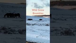 Wild Brumbies nsw brumbies snow [upl. by Ahsimac]