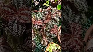 Pilea Involucrata asmr satisfying pileainvolucrataImelda Ingram USA [upl. by Anikal]