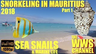 Snorkeling in Mauritius  fishes amp sea shells of the lagoon part1 [upl. by Attesor248]