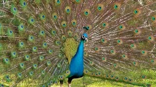 Peacock Dance Display  Peacocks Opening Feathers HD amp Bird Sound [upl. by Nolad872]