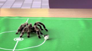 Football playing spider [upl. by Keifer]