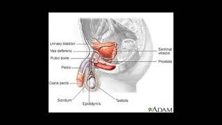 What is androgen insensitivity syndrome health [upl. by Nahamas]