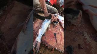 Horse fish cutting skills fish shorts [upl. by Pytlik]