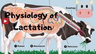 How milk Is Produced in Cow Dairy Physiology Mamogenesis by Nepaliagriboy [upl. by Kaia973]