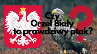 Czy Orzeł Biały to prawdziwy ptak [upl. by Aissilem]