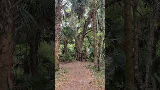 Paynes Prairie Preserve State Park Bolen Bluff Trail [upl. by Ikik]