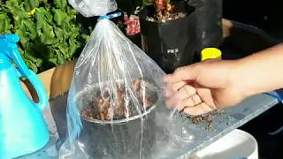 Simple way of propagating plants by stem cuttings [upl. by Iredale]