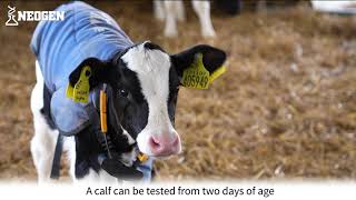 How farmers can screen their herd with Neogen Genomics Solutions [upl. by Ensign510]