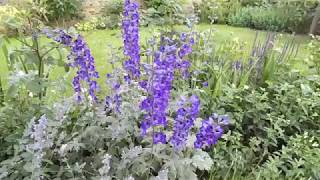 Delphinium and Nepeta plant combination for cottage garden [upl. by Moretta439]