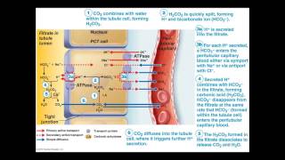 Urology Lecture a06 [upl. by Dnallor]