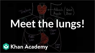 Meet the lungs  Respiratory system physiology  NCLEXRN  Khan Academy [upl. by Gabey985]