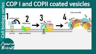 COP II and COP I vesicle mediated vesicle transport between ER and Golgi [upl. by Dymoke]