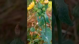 ¿Sabéis diferenciar a la cerraja del diente de león 🏵️ Guía para diferenciar plantas y flores 🏵️ [upl. by Hama]