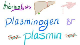 Plasminogen and Plasmin Fibrinolysis  Bleeding and Coagulation  Hematology [upl. by Innaig]