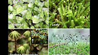 Bryophytes [upl. by Claud683]