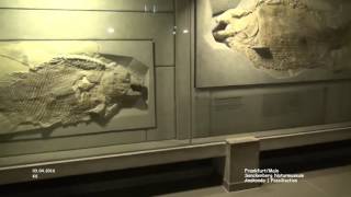 Anakonda  Fossilisation  Senckenberg Naturmuseum  Frankfurt [upl. by Gerstner]