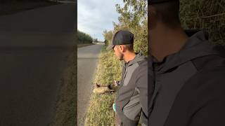 Ce que je trouve sur le bord de la route 😰 vlog wild wildlife humour exploration nature [upl. by Notgnihsaw]