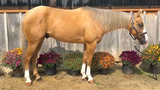 HCG Sonitas Cool Gun 2018 AQHAAPHA Gelding Western [upl. by Eedya80]